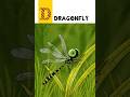 D for Dragonfly | African Animals ABC