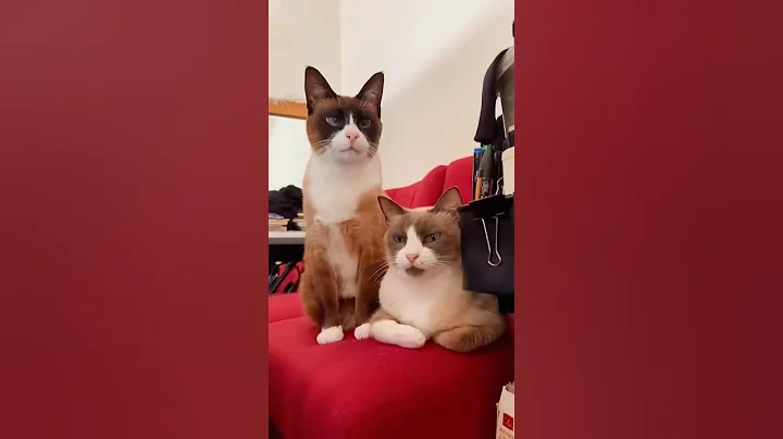 Video 11585111: siamese cats catlover, siamese kitty cat, gatos siamese cat, cute siamese snowshoe cat