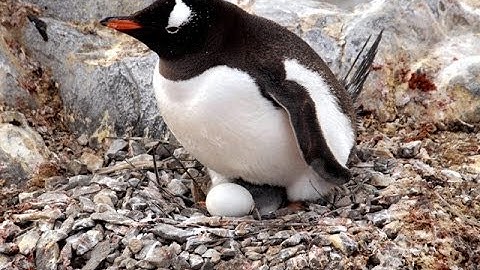 Css: Laikiux for fun