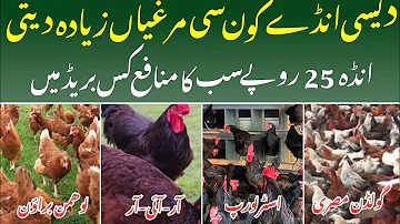 کون سی نسل کی مرغیاں زیادہ انڈے دیتی Which hens lay more eggs and make more profit