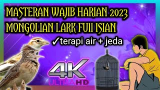 masteran harian wajib burung lomba || mongolian lark full isian