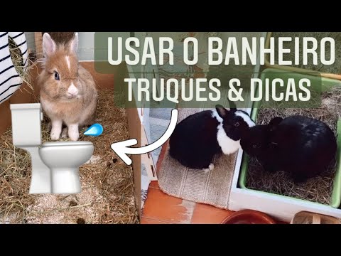 Vídeo: Os prós e contras de ter um gato de estimação