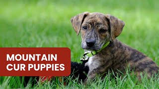 Your Ultimate Guide to Mountain Cur Puppies by All About Mixed Breed  43 views 4 weeks ago 2 minutes, 2 seconds