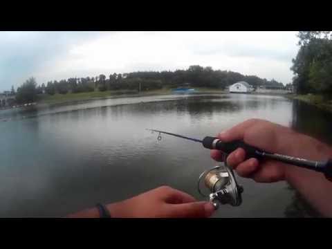 კუს ტბა, ქორჭილა+ქარიყლაპია. favorite blue bird. ловля окуня и щуки на спиннинг