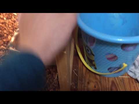 How to take care of a Russian tortoise updated version