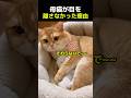 【 母猫が目を離さなかった理由】