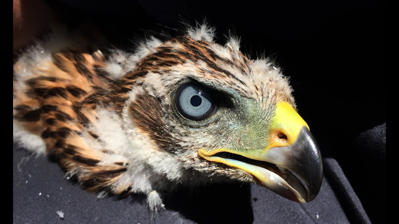 New Forest Raptor Monitoring Programme 2025
