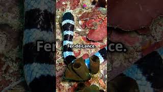 Celebrity The 10 most powerful types of snake venoms in the world Wealth