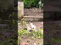 #remix #music #automobile #dj #cat #lifeisbutadream #catvideos #comedy #whowillbemylifepartnerta