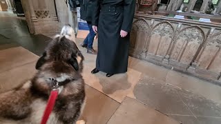 Embarrassing Husky tries to Fight a Priest!