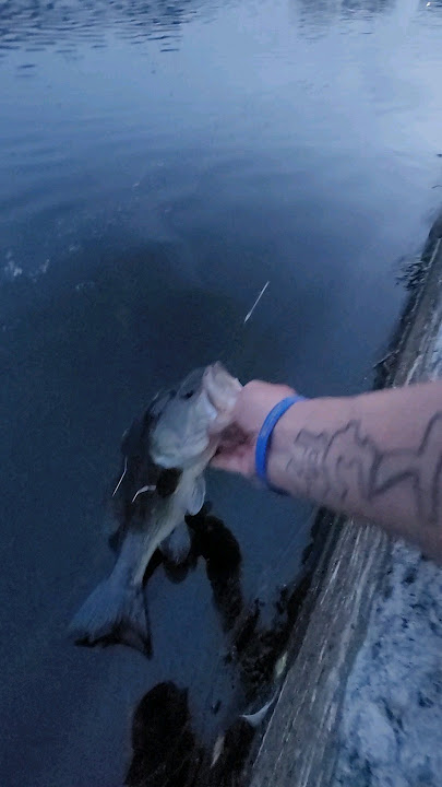 Top Swimbait Rigging & Fishing Techniques for Bass (NEW YUM Scottsboro  Swimbait) - Bait School 