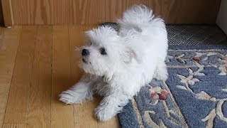 Cute little Maltese puppy dog barking and chewing on rug funny videos things puppies bark animals