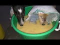 Feeding our 400+ shelter dogs..