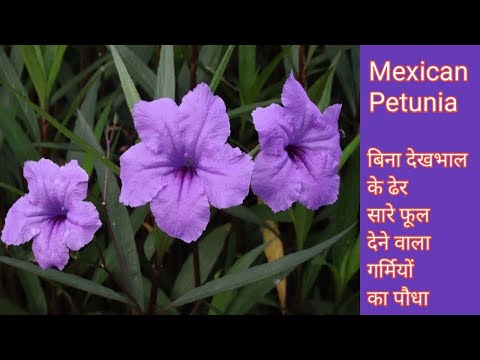 ვიდეო: მექსიკური ვარსკვლავის მცენარეების მოვლა - შეიტყვეთ მექსიკური ვარსკვლავური მილა კორმზის დარგვის შესახებ