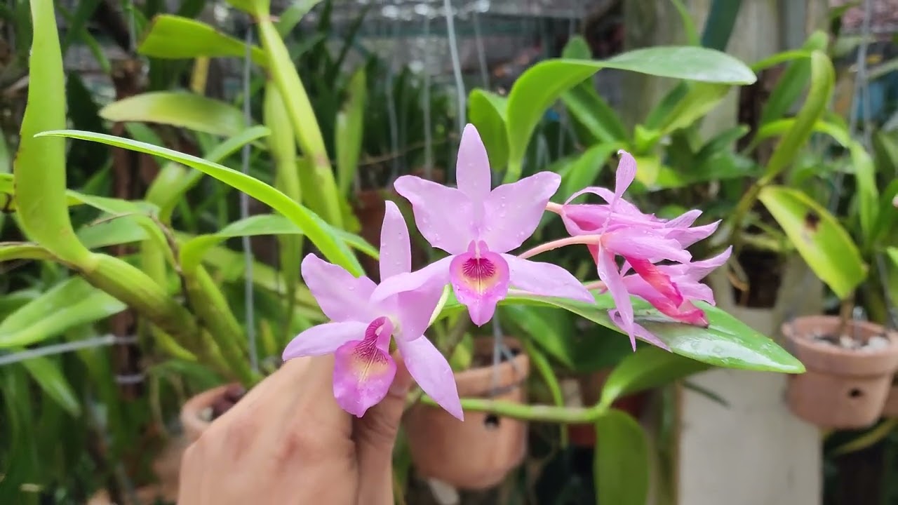 Orquídea Guarianthe x Laeloides (Guarianthe Skinneri x Guarianthe aurantiaca)  - thptnganamst.edu.vn