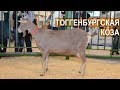 Козы Тоггенбургской породы. Выставка АгроФерма-2018.