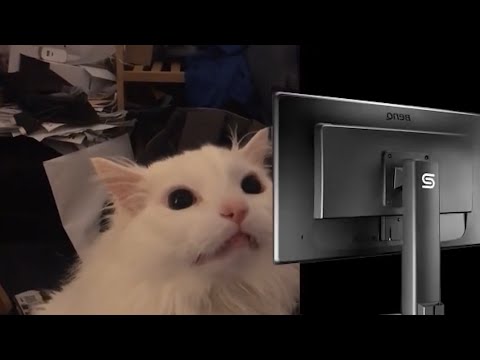 Screaming cat playing CS2