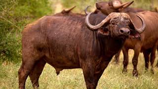 Gaur الغور