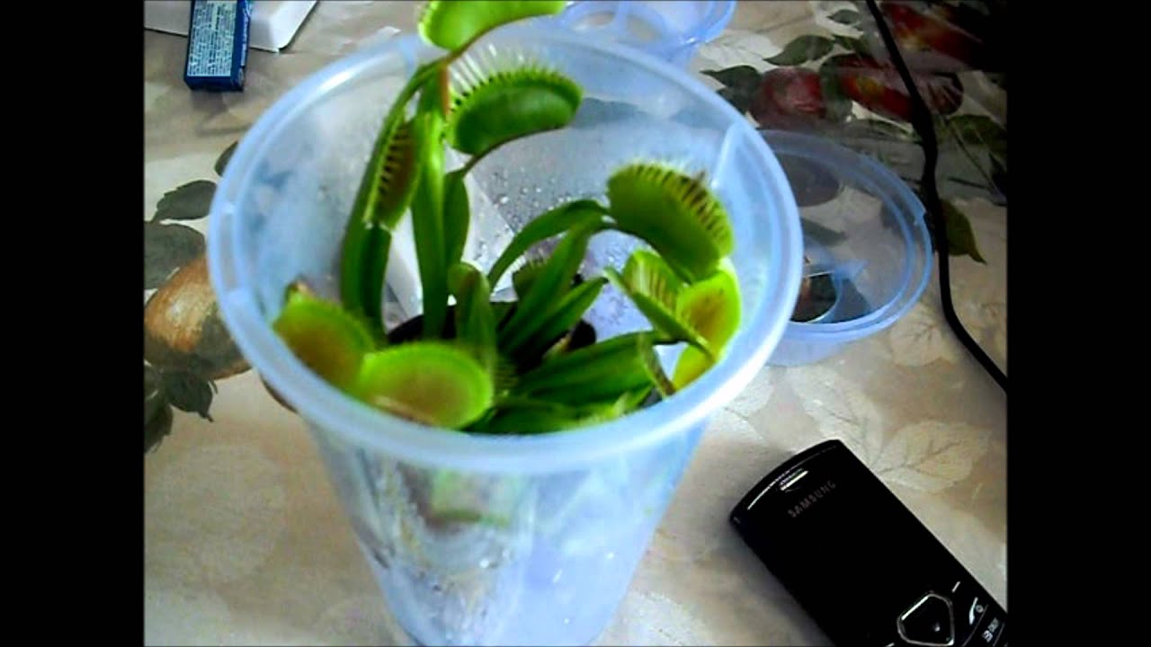 Venus Fly Trap eating a Wasp YouTube