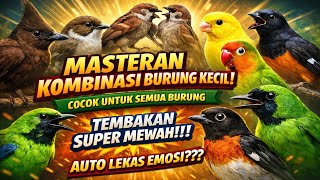MASTERAN KOMBINASI BURUNG KECIL FULL TEMBAKAN ‼️ MASTERAN SEMUA JENIS BURUNG KICAU ISIAN SUPER MEWAH