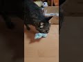 散歩帰りの猫は友達を咥えて文句を言いながら帰宅します#shorts