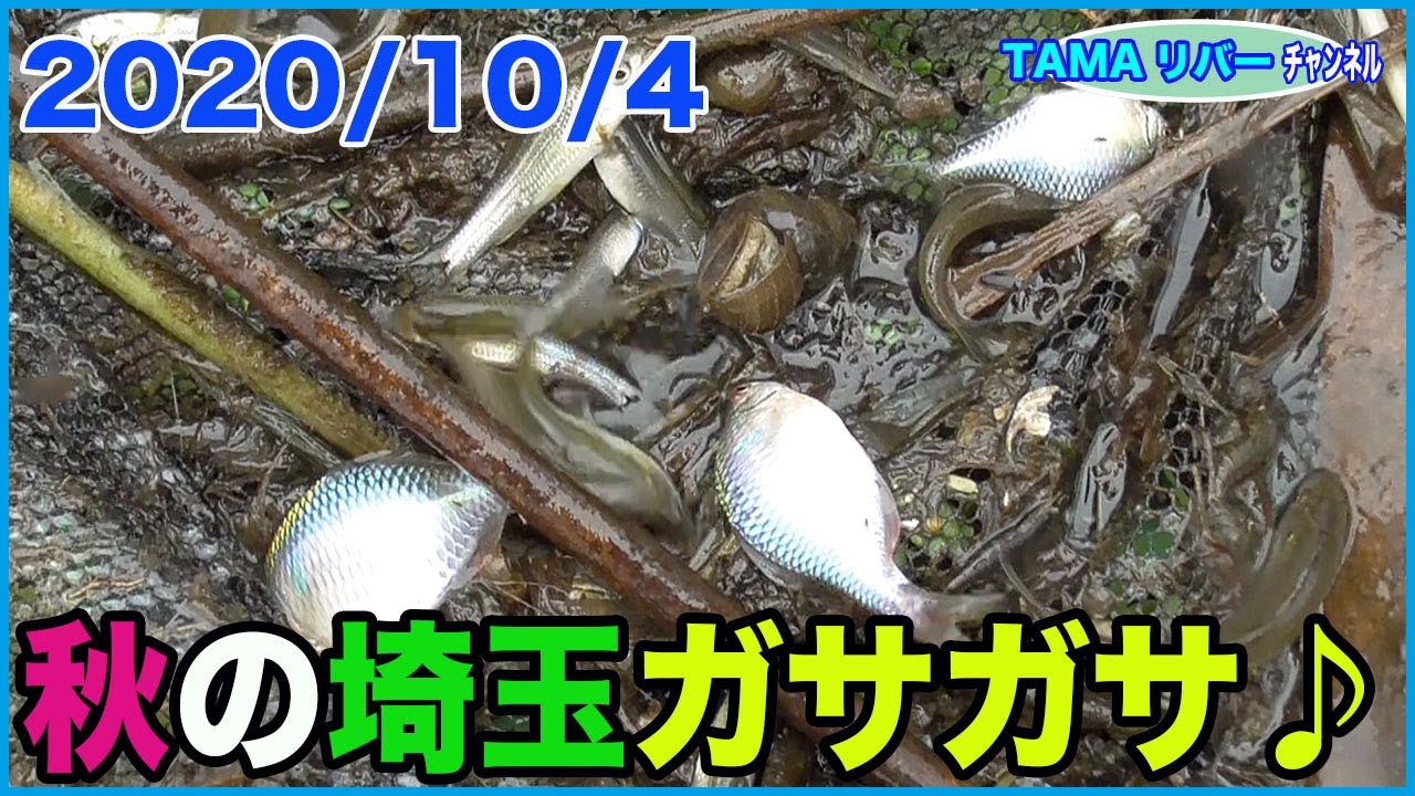 オヤニラミを探し求めて 初めての秋川ガサガサ Youtube オヤニラミを探し求めて 初めての秋川ガサガサ Youtube
