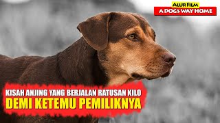 Anjing Yang Berjalan Ratusan Kilo Demi Bertemu Pemiliknya | Alur Cerita Film A DOG'S WAY HOME (2019)