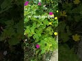 #flowers #nature #marathisong #new #viralvideo #trendingshorts #courtyard