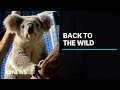 Koalas rescued from fires in south Qld returned to bush | ABC News