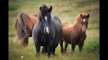 The Koran is a beautiful voice تلاوة في قمة الروعة القارئ حمزة مدبوح