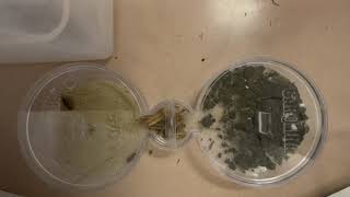Sample Pillbug Experiment