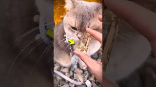 My Cat Just Found Real Gold! 😱🐱 #shorts