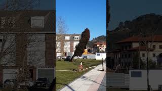 árbol que crece TORCIDO #villaviciosa #asturias #españa 🇪🇦