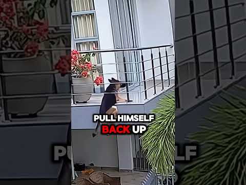 German Shepherd almost fell off the balcony!
