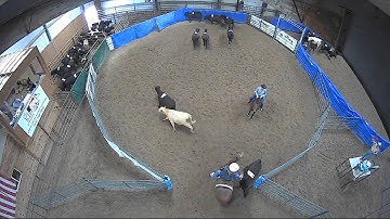 Big Sky Ranch Sorting Saddle Series #4 - OPEN - Round #1 - Ride #13