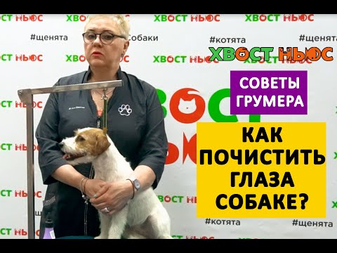 Уход за глазами собаки. Советы грумера.