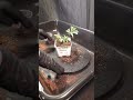 Planting skywalker og clones after 11 days in the cloner 