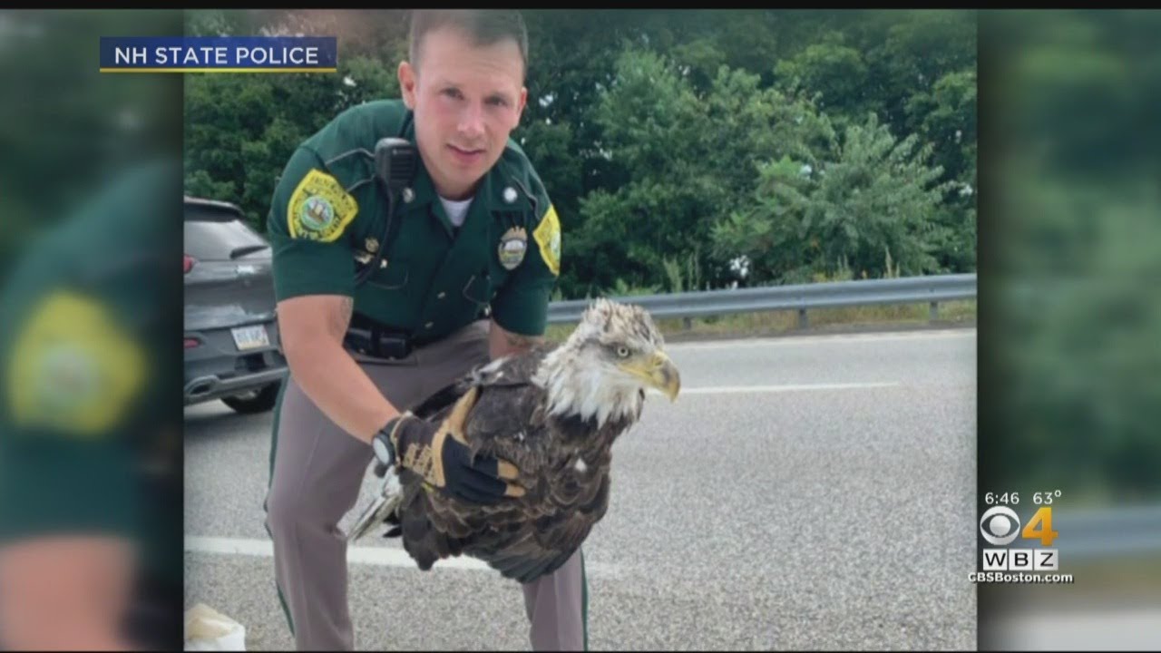 State Trooper Rescues Eagle From Busy New Hampshire Interstate