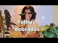 FOLHAS ENROLADAS. Saiba por que isso acontece. Você sabe a importância da água para plantas