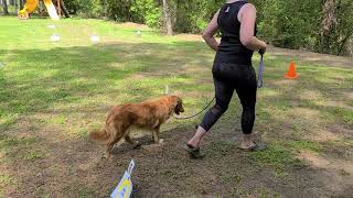 Anna SR85779401 Rally Intermediate AKC RIV 3 by Lakota Retrievers 10 views 3 years ago 2 minutes, 26 seconds