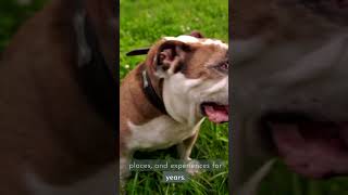 Canine Memory: How Much Do Dogs Really Remember?