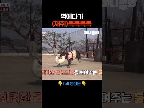 <strong>Catch</strong> my 채취 #애니멀봐 #shorts
