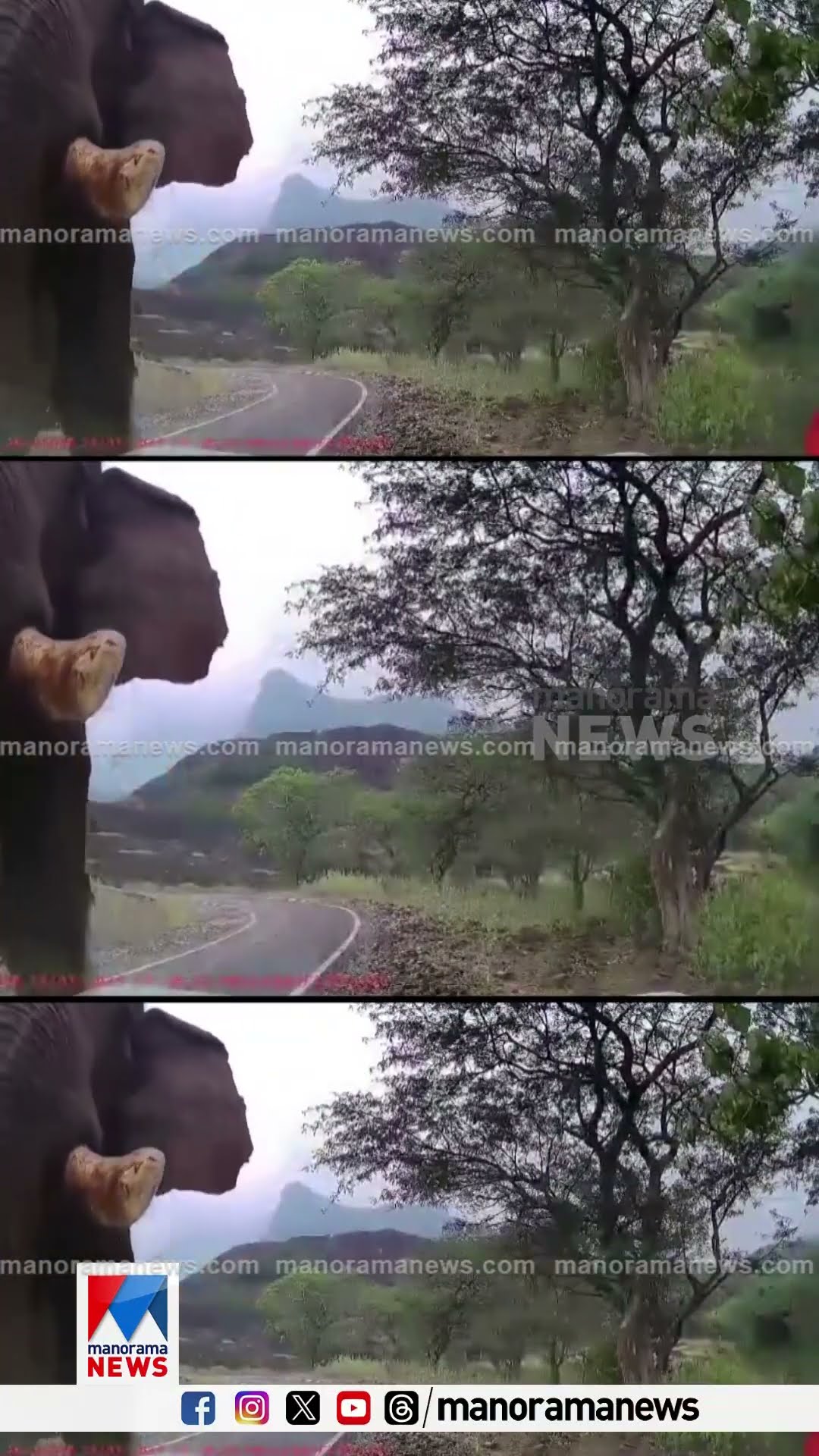 പൊള്ളാച്ചി നാവമല റോഡിൽ ജീപ്പിന് നേരെ പാഞ്ഞടുത്ത് കൊമ്പൻ | Pollachi Elephant