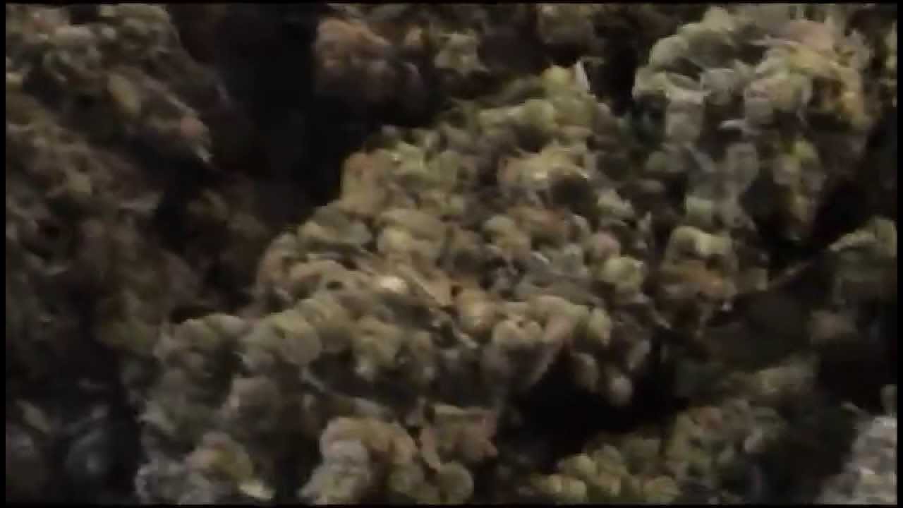 Exodus Cheese grow - Day 57 - Harvest