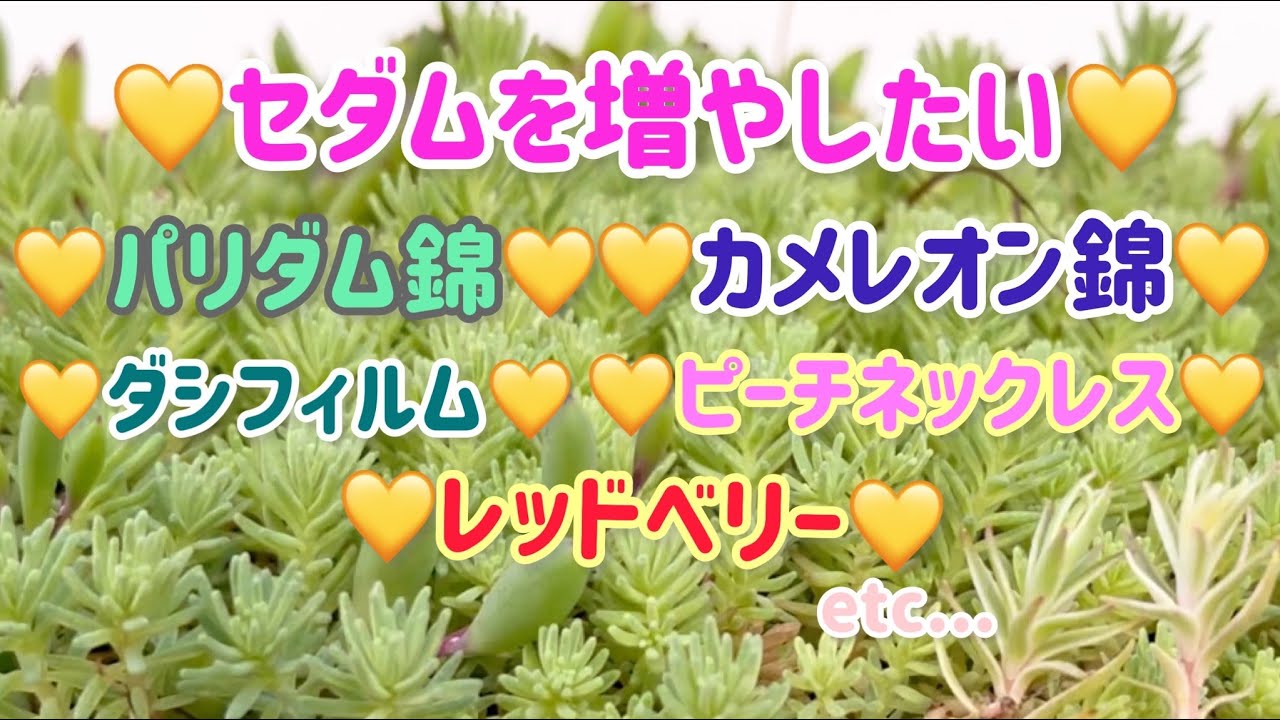 春🌸我が家のセダム事情🍀【パリダム錦】【カメレオン錦】【レッド