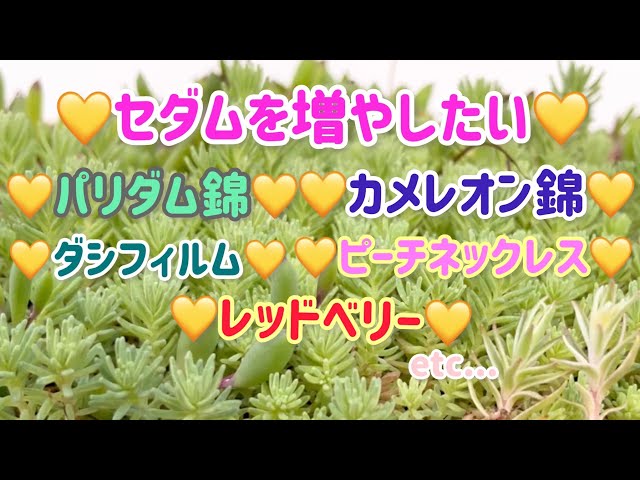 春🌸我が家のセダム事情🍀【パリダム錦】【カメレオン錦】【レッド