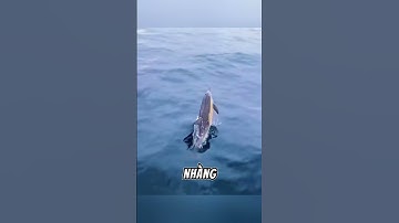 Cá heo lướt sóng mũi tàu – bí mật chuyến đi không tốn sức #shorts