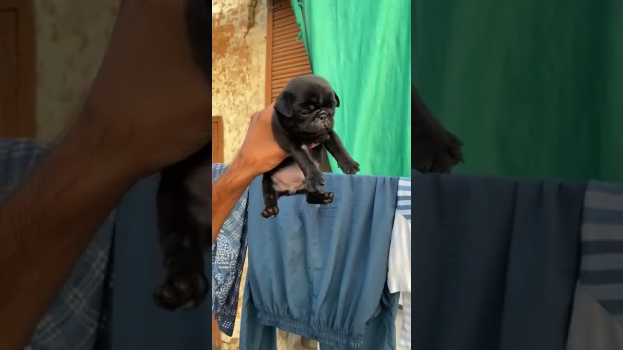 Black Pug Puppies sale in Patiala, Punjab & all India delivery 📞8437511431 YouTube