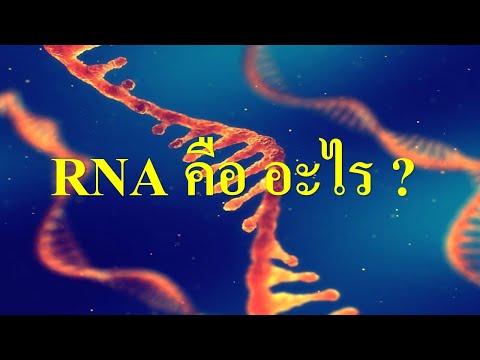 RNA คือ อะไร ?