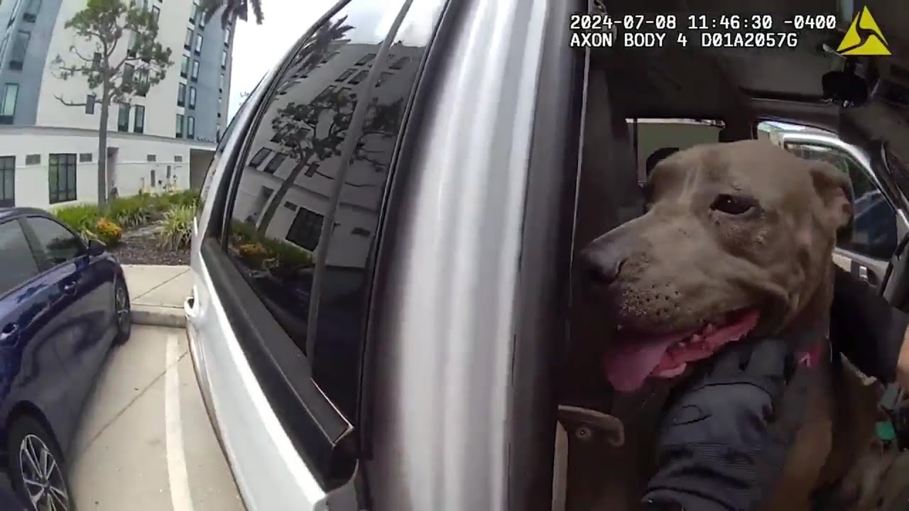 Police Rescue Dog Locked in Hot SUV - YouTube